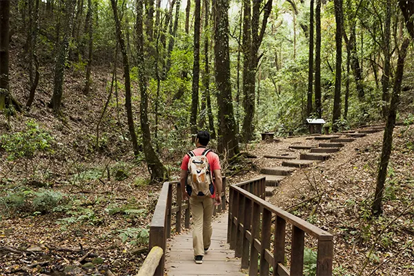 Taman Negara National Park, places to visit in malaysia